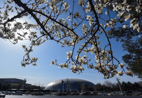 資料圖:北京長安街邊,藍天下的玉蘭花迎風怒放。新華社記者 羅曉光 攝