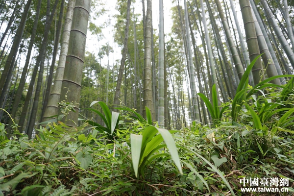 �����񺣡�