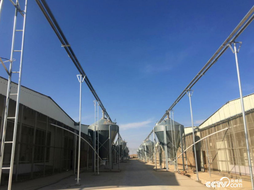 位于景泰縣草窩灘鎮新建村的生豬產業化項目