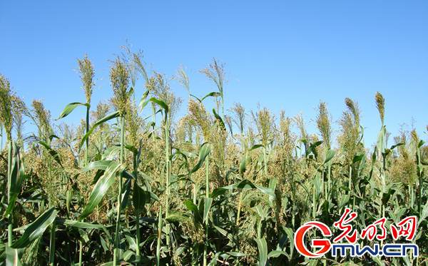 ������׃��ˇ�gƷ �a�I���d��Óؚ����ؚ