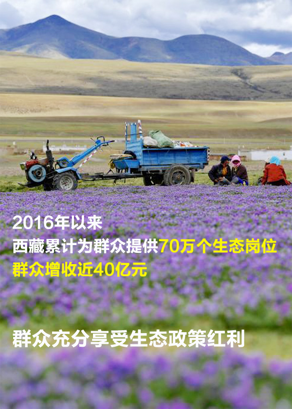 【海報】一組數(shù)字,看“綠色西藏”的生態(tài)顏值