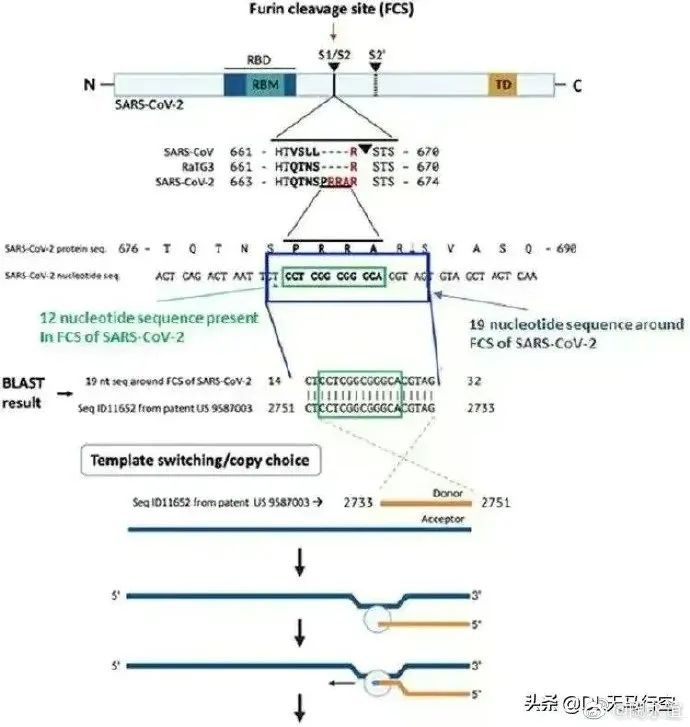 突發(fā):英媒宣稱,研究證實(shí)新冠病毒是美國公司制造