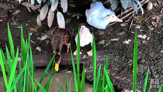  �����S��������������aģʽ�������_��ҕӛ�ߗ������Ĕz��