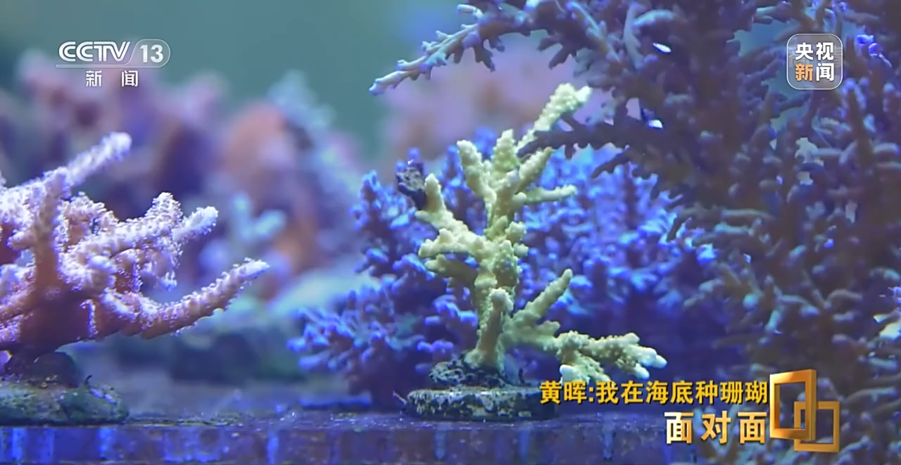 �挦��ح��ɺ���������S�����N��һƬ������ɭ�֡�