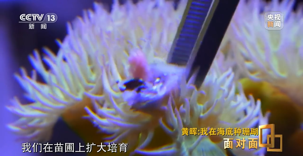 �挦��ح��ɺ���������S�����N��һƬ������ɭ�֡�