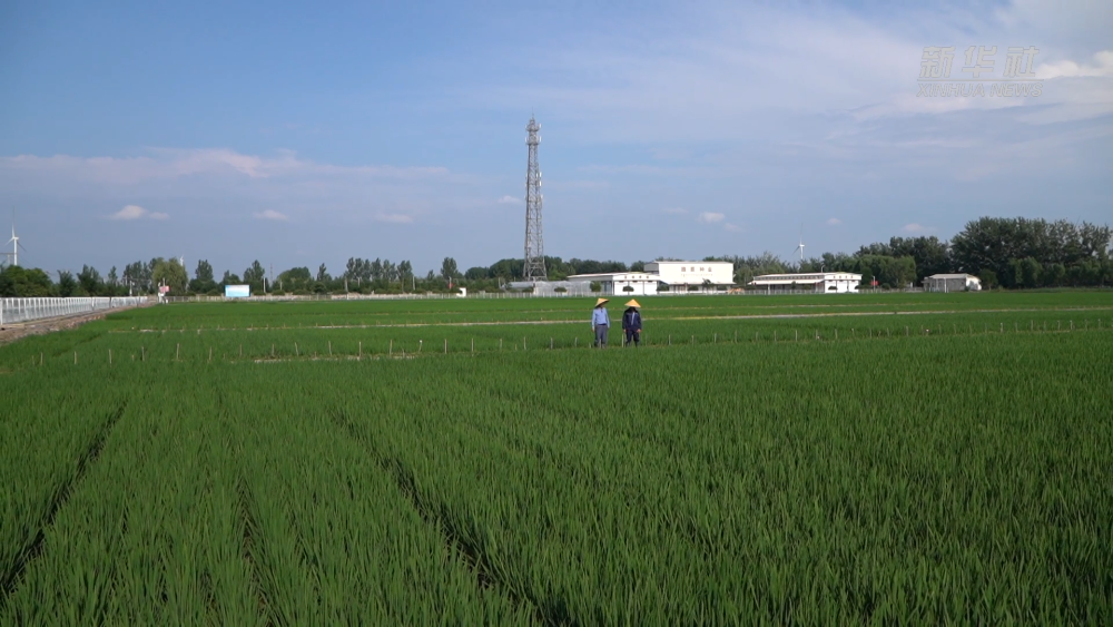 新華視點|一粒種 一顆“芯”
