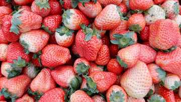 年味里的中國|“趕”出“熱鬧味”