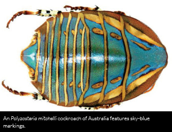 "�������"�����{��ʯ