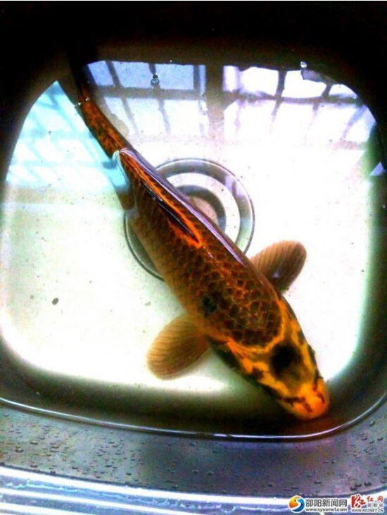 ��������l(f��)�F(xi��n)ȫ��ϡ�С��������~��(�D)