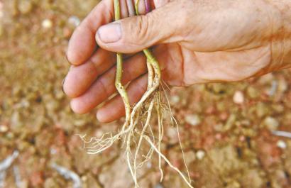 �r���p���ҕُ�� ��4�f�N��Ʒ�N�˅��Y������