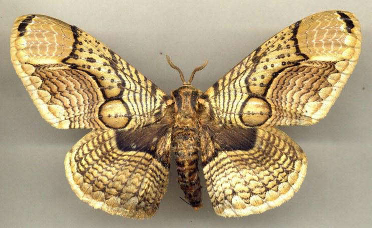 ���L�ٶȿ��˃��ܳɶ���̫��׌����������L?