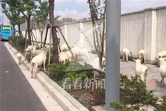 群羊出現在殷高東路政芳路的路口,浩浩蕩蕩的在路口閑逛