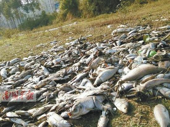 密密麻麻的死魚(yú)。 葉先生供圖