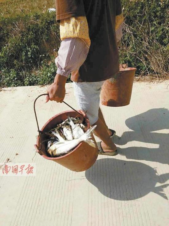 村民撈魚(yú)帶回家。