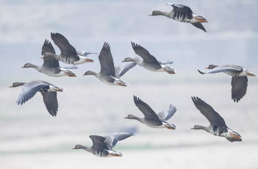 �@�G!300��ֻ���~���w�R���Ֆ|�ĺ�