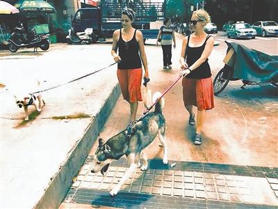 成都職業“洋遛狗” 一周兩次幫遛狗一次100元
