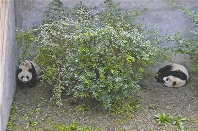 昨日,“美輪”(左)和“美奐”在熊貓檢疫場 攝影