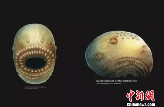 ������W(xu��)���ЈF(tu��n)�(du��)������l(f��)�F(xi��n)��΢������h(yu��n)�����H��