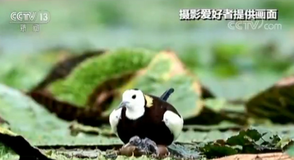 �zӰ�ۺ���ӛ�ˮ�������^��