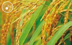 早安海峽:1149.02公斤!袁隆平團隊超級雜交稻畝產創世界紀錄