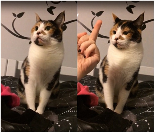 �]�Yò��؈�䱻�Q��ָŭҧ���ˡ��ؓ������D��