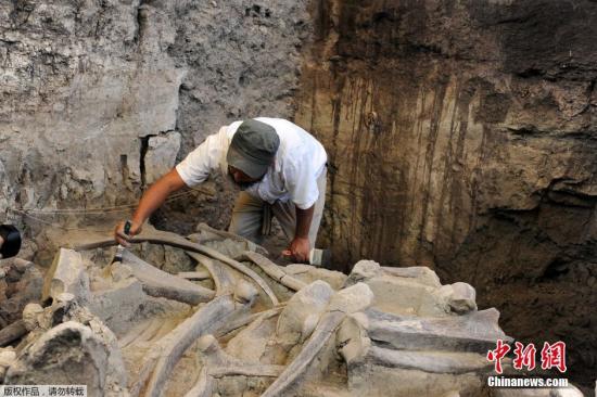 猛犸象牙化石在2015年12月被發現,年代為更新世時期。