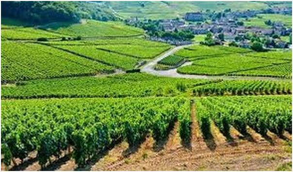 法國(guó)勃艮第葡萄園頻遭偷竊 農(nóng)民組織巡邏隊(duì)夜間看護(hù)