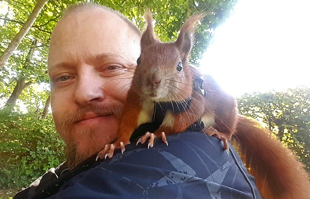 有愛!丹麥男子與被遺棄松鼠情同父子 有愛!丹麥男子與被遺棄松鼠情同父子