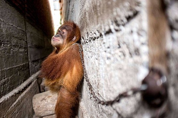 ӡ��С���ɱ��i��߅ ż���@���ɹ����˼Ҋʘ�