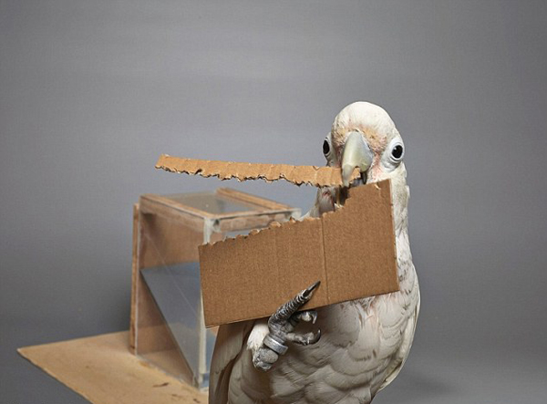 �@���^ֹ���W�^Ҳ���������߫@ȡʳ��