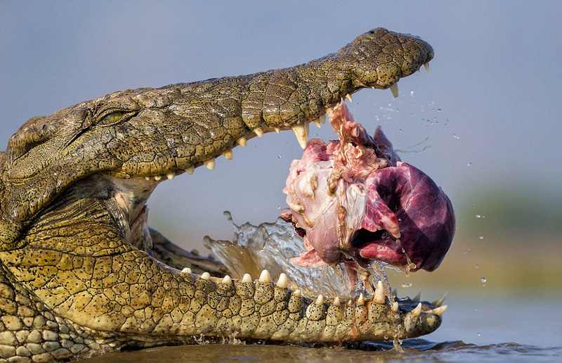 野生動(dòng)物攝影 野生動(dòng)物攝影