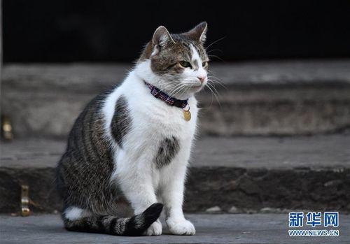 資料圖:英國“第一貓”拉里。