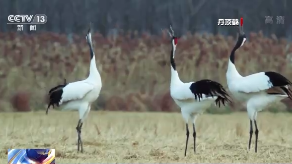 ������B��ح�҇����B�h�����m���� �������B�v�㡰���͡�