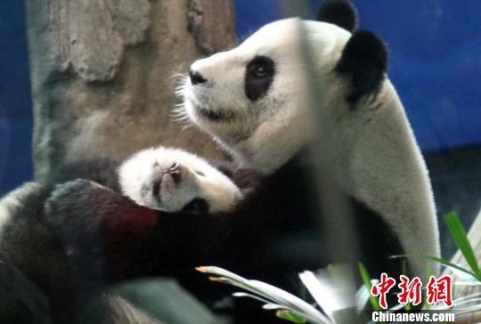 “圓仔”首亮相上演“母女秀”(圖)