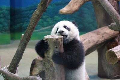 ���A�С������8���Լ����ϰચ(d��)��(d��ng)һ��(�D)