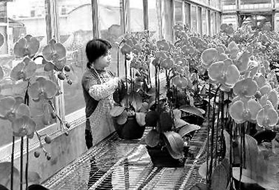 閩農業利用臺資居大陸首位 閩農業利用臺資居大陸首位