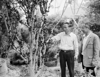 首家閩臺合伙農場探新路“搖錢樹”如何長成大產業 首家閩臺合伙農場探新路“搖錢樹”如何長成大產業