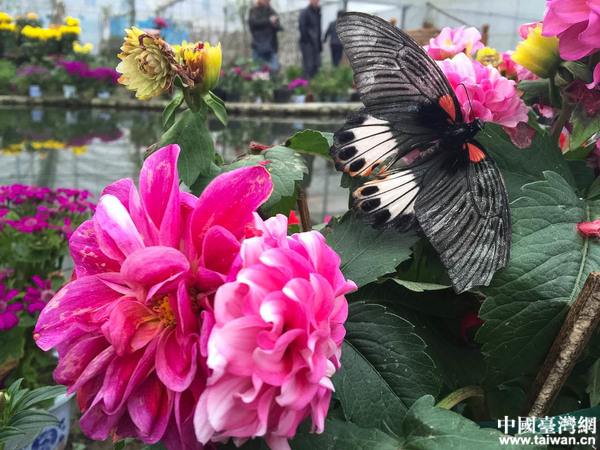 ȫ���W�jý�w���M�Ї���ؚ��һ�塪��������Ϫ�����Ї��_���Wӛ�� ���� �z��