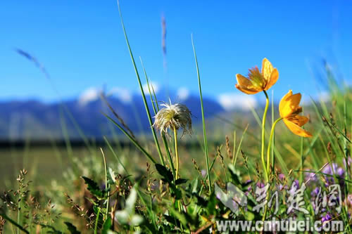 �����ຣ֮�ɿ�����ӡ�󣨽M�D��