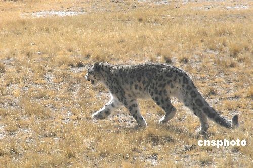 �п�Ժ�����������ˆT��ǰ����ظ�ԭ����˹ɽ�^�ı����������ֲ��F�׃�������M�п��죬�ں���5100�׵������e���^����ݵ��ϰl�F��һֻ���е�ѩ����ѩ�����Ё���ԭ������N�����Ї���Ҫ�ֲ������غ��½��؅^�����О�lΣ��� ������l �x���l�����D�� �z